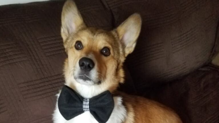 Le hizo creer a su hermano que bautizaba a su mascota y reaccionó: “Ridiculez tremenda”