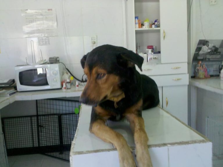 Le hizo un asado a su perro para festejarle el cumpleaños de 15