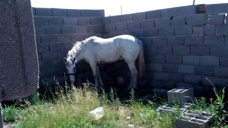 Le robaron el caballo a una niña con síndrome de down y exigieron rescate para devolverlo