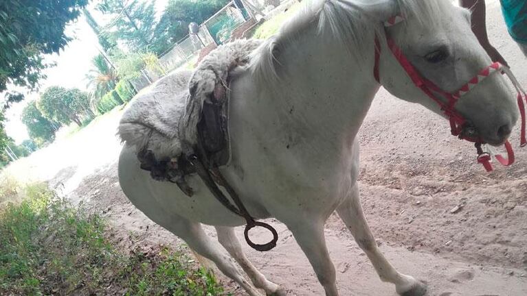 Le robaron el caballo a una niña con síndrome de down y exigieron rescate para devolverlo