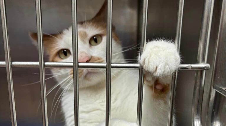 Leo, el gato “bipolar” para el que buscan un hogar con una curiosa campaña