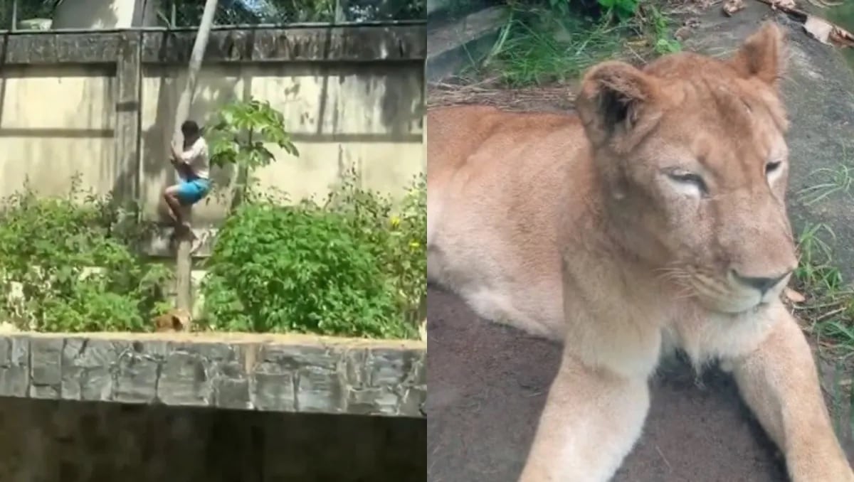 leona tragedia zoologico brasil