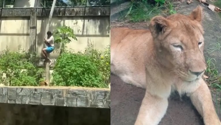leona tragedia zoologico brasil