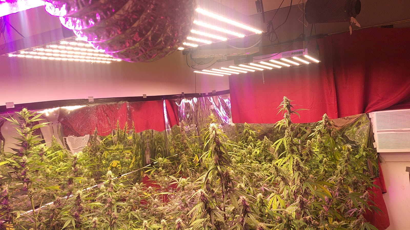 Les encontraron más de 60 plantas de marihuana dentro de su casa.