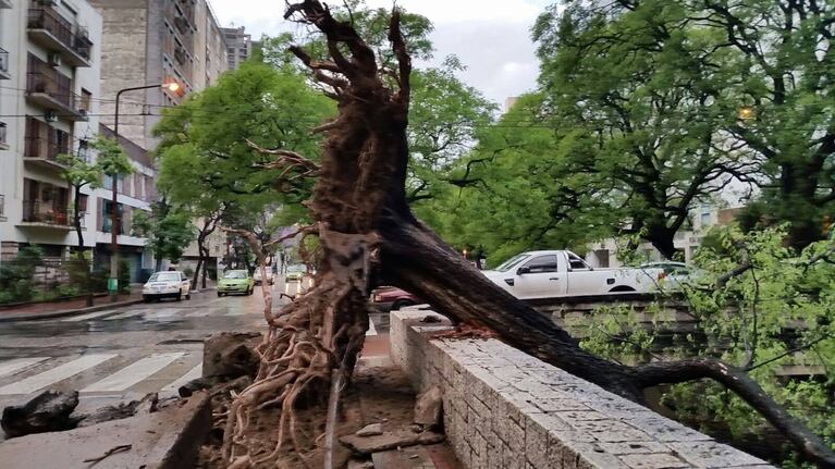 Levantó la vereda y arrancó el semáforo. 