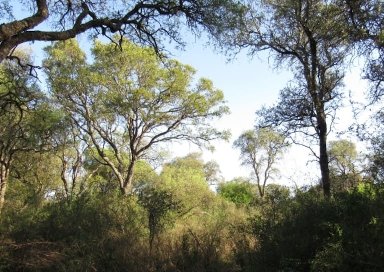 Ley ómnibus y ambiente: qué consecuencias traería el proyecto de Milei