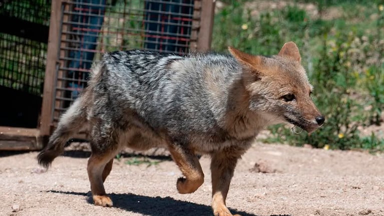 Liberaron a animales en Córdoba.