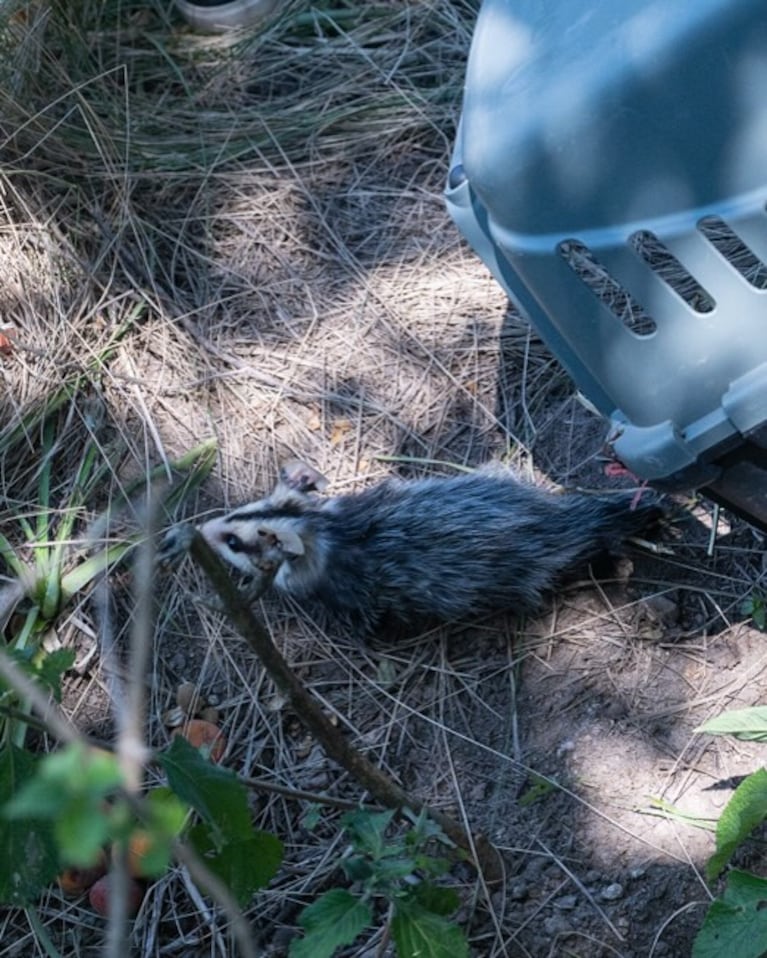 Liberaron a dos comadrejas.
