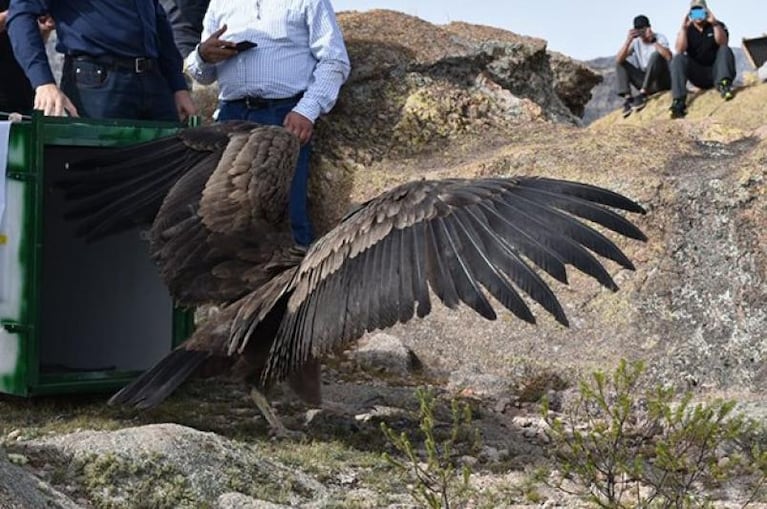 Liberaron a un cóndor en las Altas Cumbres