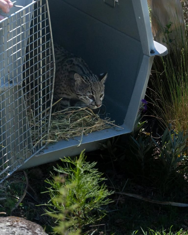 Liberaron a un gato montes.