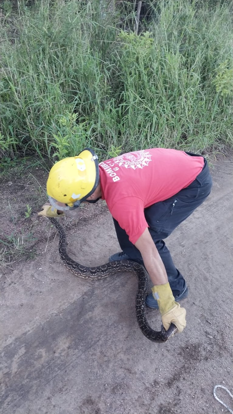 Liberaron al ofidio en el monte.