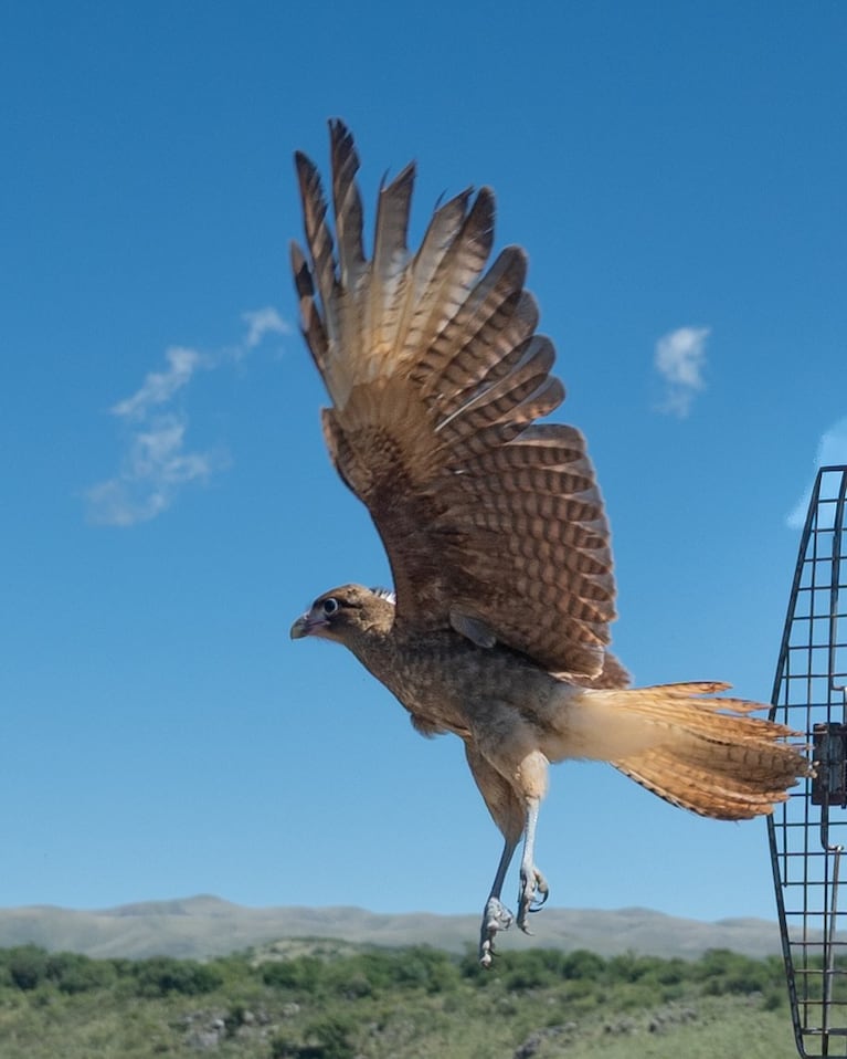 Liberaron animales en Córdoba.