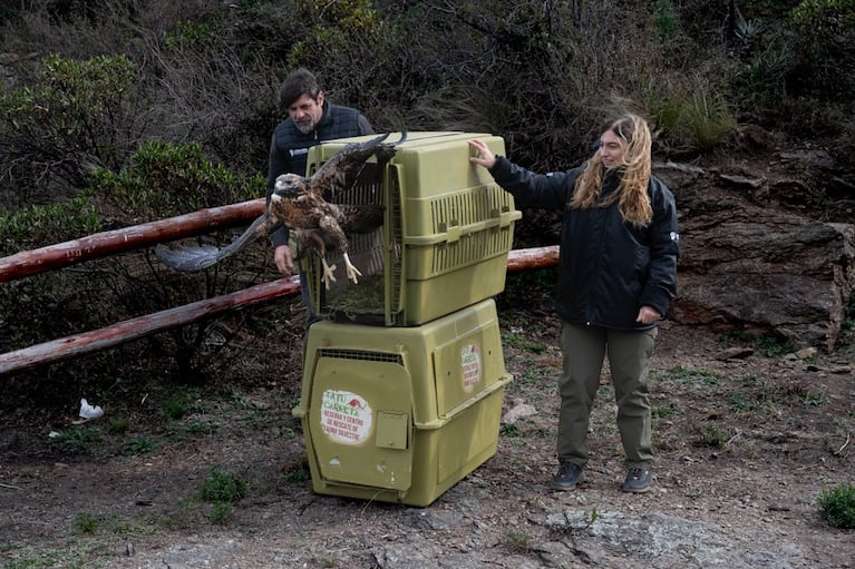 Liberaron gatos monteses, águilas, un zorro y un oso melero en Córdoba: las fotos
