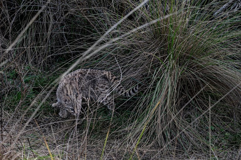 Liberaron gatos monteses, águilas, un zorro y un oso melero en Córdoba: las fotos