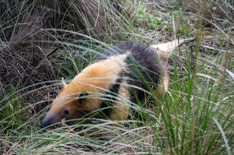 Liberaron gatos monteses, águilas, un zorro y un oso melero en Córdoba: las fotos