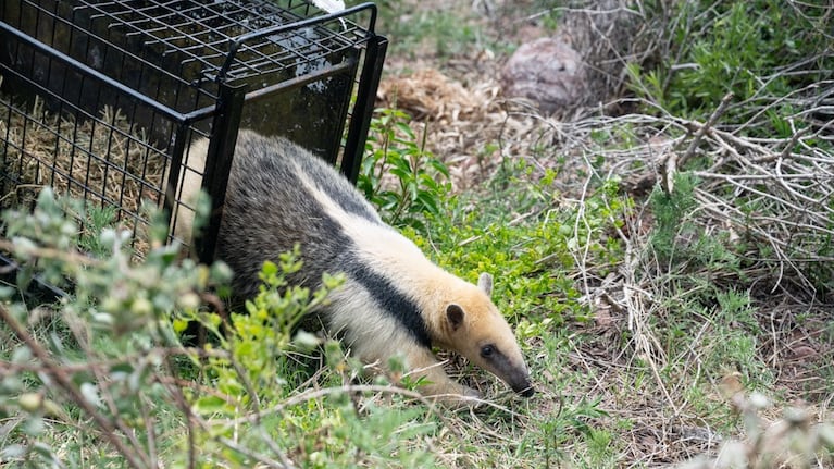 Liberaron más de 30 animales en el monte cordobés.