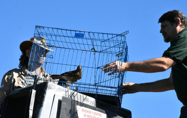 Liberaron un águila mora y casi 50 aves rescatadas en Córdoba: las impactantes fotos
