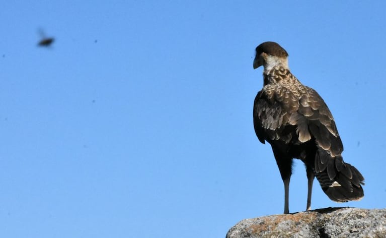 Liberaron un águila mora y casi 50 aves rescatadas en Córdoba: las impactantes fotos