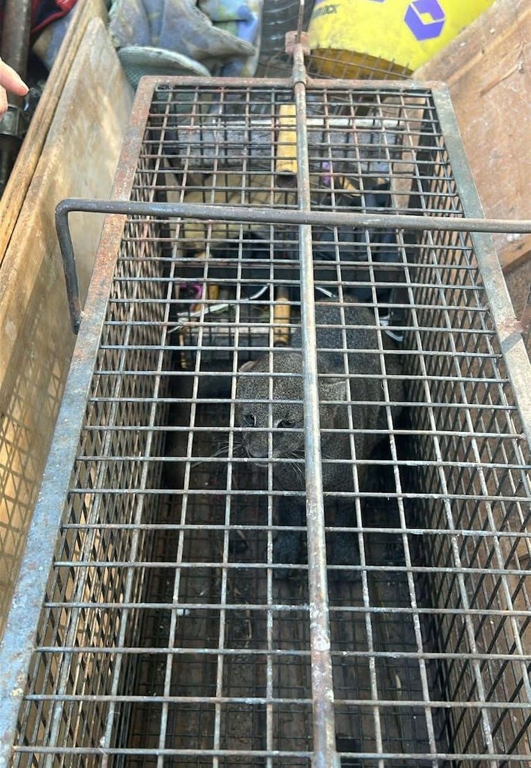 Liberaron un yaguarundí que había sido rescatado de una casa en Córdoba: las fotos