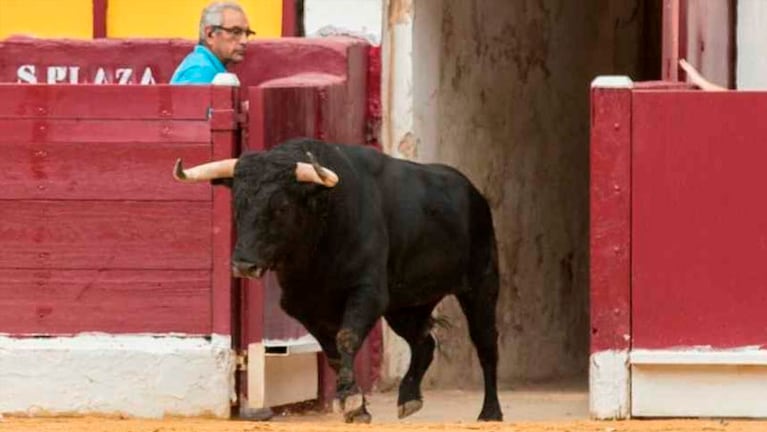 "Limpiador", el toro que mató al carnicero. Foto: El Español.