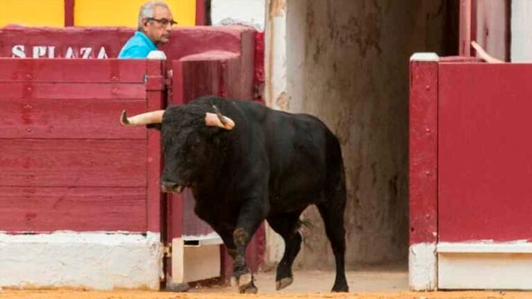 "Limpiador", el toro que mató al carnicero. Foto: El Español.