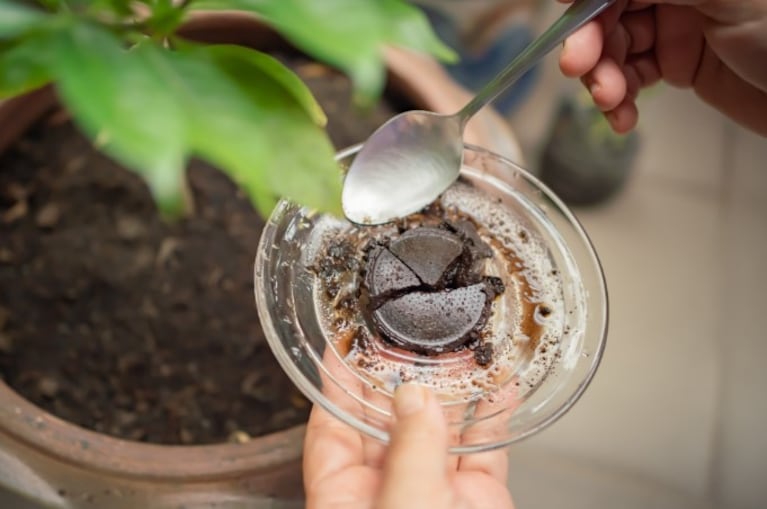 Limpiador, neutralizador y fertilizante: 3 formas de reutilizar la borra de café en casa