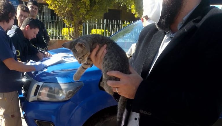 Llama la atención que todos los gatos encontrados eran cachorros.