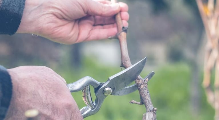 Llegó el invierno: consejos para cuidar tus plantas