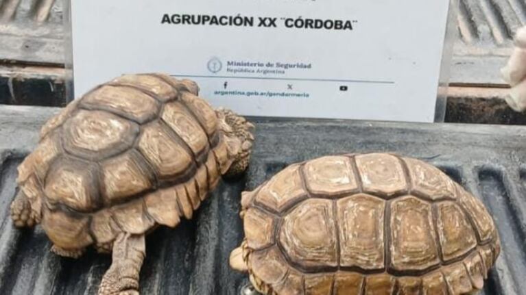 Llevaba tortugas en el asiento de la camioneta y se las secuestraron para regresarlas a su hábitat