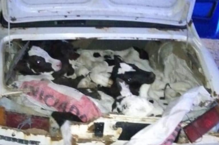 Llevaban 8 terneros en el baúl de un Peugeot 504 e investigan si fueron robados