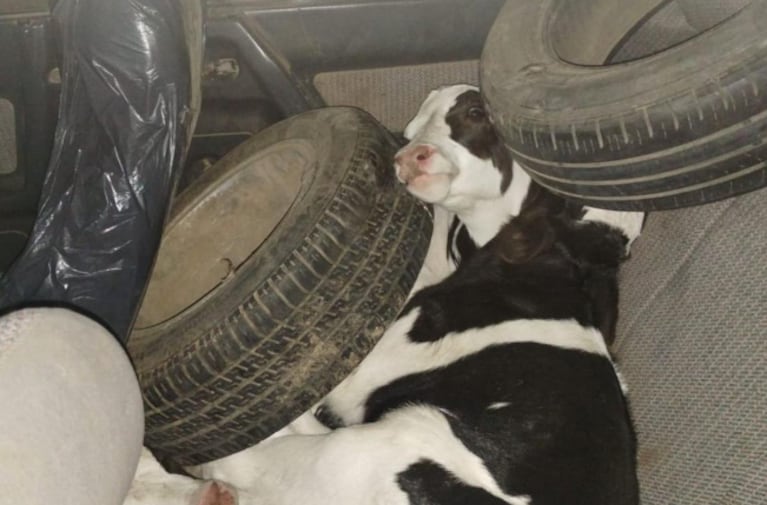 Llevaban 8 terneros en el baúl de un Peugeot 504 e investigan si fueron robados