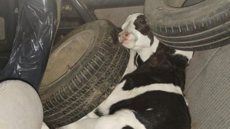 Llevaban 8 terneros en el baúl de un Peugeot 504 e investigan si fueron robados