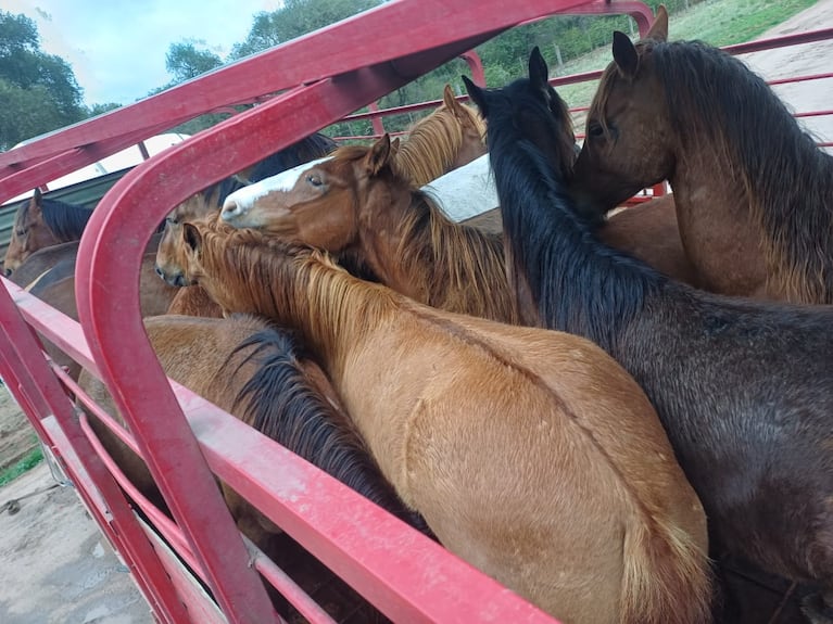 Llevaban caballos sin documentación y quedaron detenidos en el interior de Córdoba. (Foto: Prensa Policía)