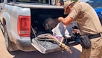 Llevaban un cordero faenado en la caja de la camioneta. 