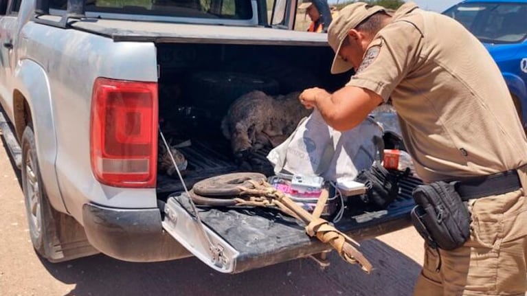 Llevaban un cordero faenado en la caja de la camioneta.