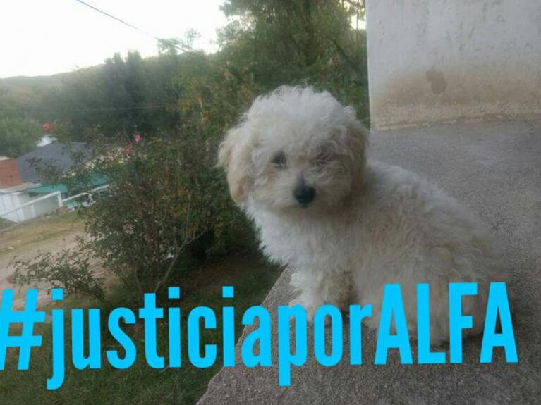 Llevó a su perro a la peluquería y murió por asfixia