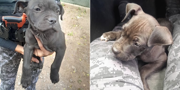 Lo agarraron con dos perros pitbull que se robó de una casa en Córdoba y quedó detenido