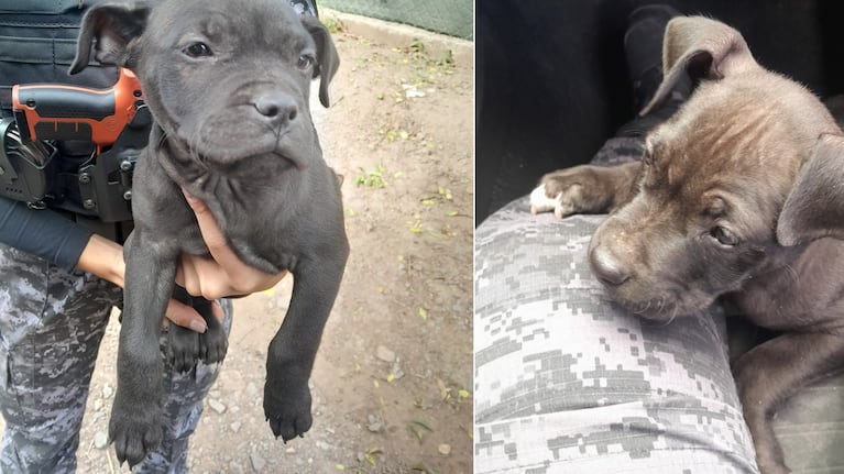 Lo agarraron con dos perros pitbull que se robó de una casa en Córdoba y quedó detenido