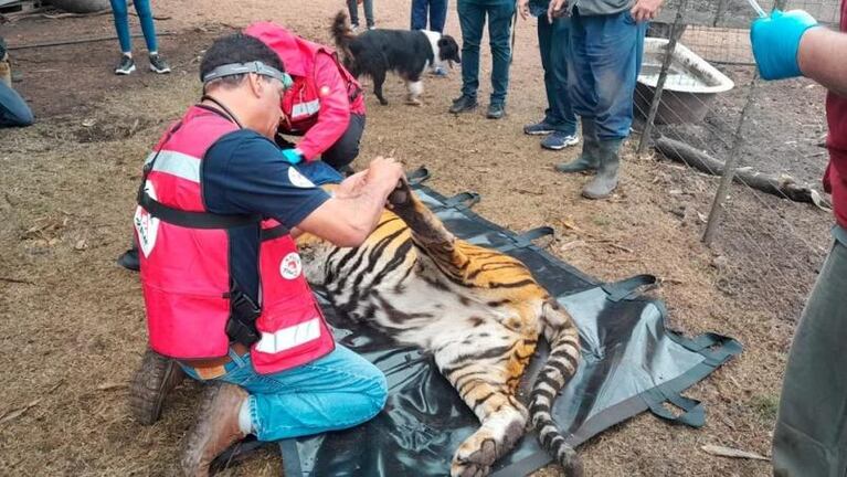 Lo allanaron y descubrieron que tenía dos tigres de bengala en su campo