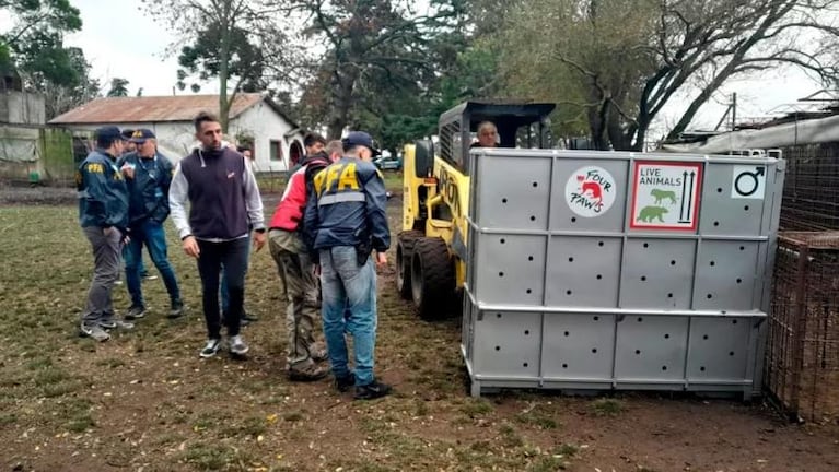 Lo allanaron y descubrieron que tenía dos tigres de bengala en su campo