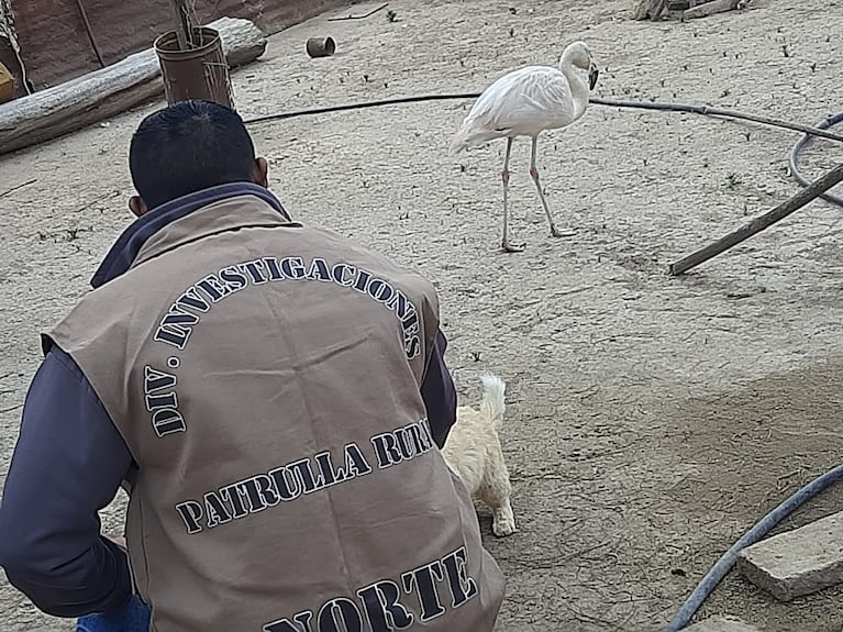 Lo detuvieron por tener un flamenco rosado, una liebre y pecaríes en el patio de su casa