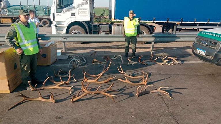 Lo frenaron en una ruta de Córdoba con dos cajas llenas de cuernos