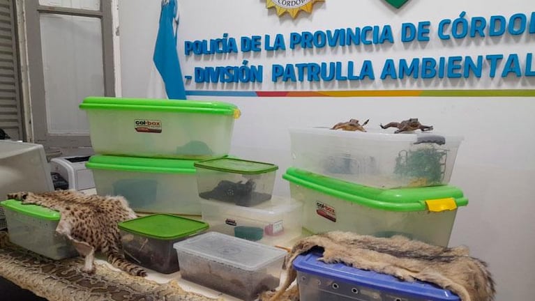 Lo imputaron por tener en cautiverio culebras, reptiles y hasta animales disecados