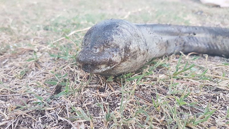 Lo que impresionó fue la cabeza del curioso ejemplar. / Foto: Julieta García