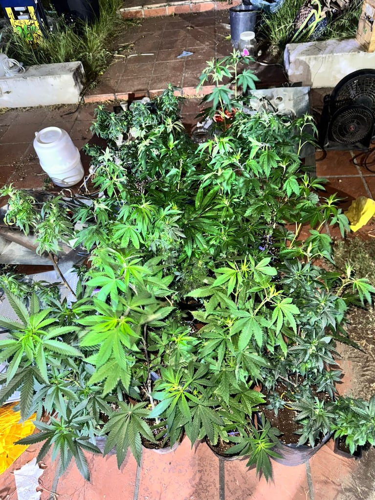 Lo secuestrado por la Policía.