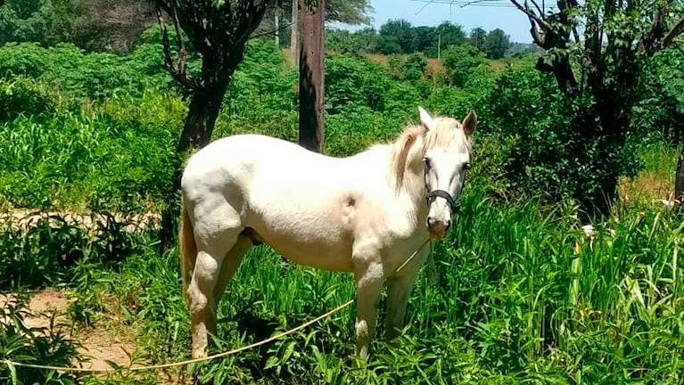 Lobito, un entrenado caballo blanco, vuelve a su hogar tras días de calvario.