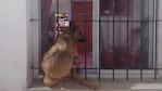 Lola, la perra rescatada cuando estaba en la ventana.