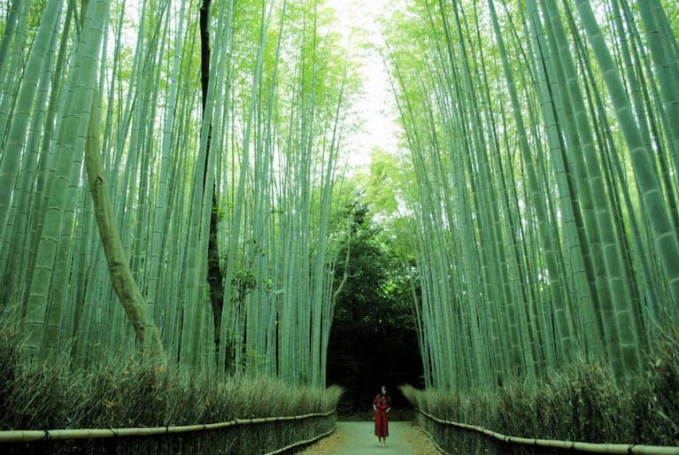 Los 10 túneles de árboles más lindos del mundo