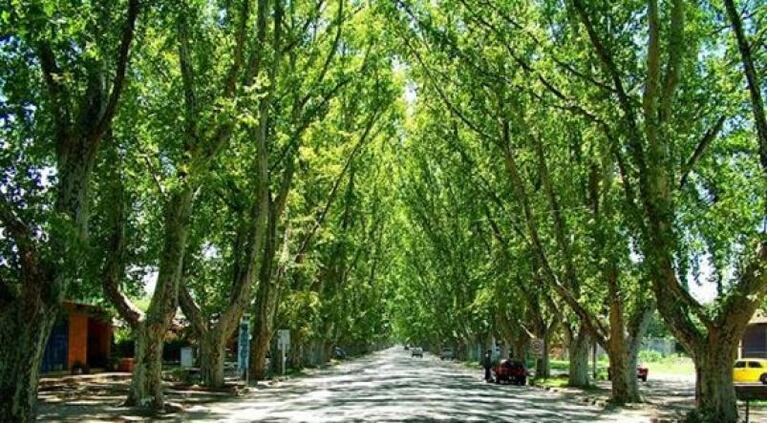 Los 10 túneles de árboles más lindos del mundo