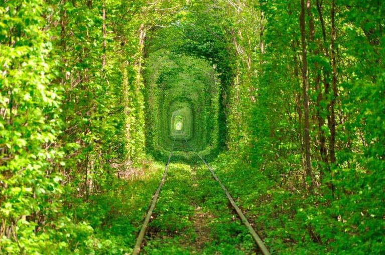 Los 10 túneles de árboles más lindos del mundo